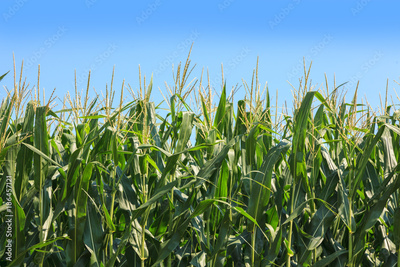 image to crop