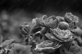 preview bw