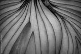preview bw