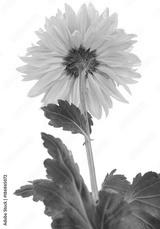 preview bw