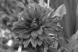 preview bw
