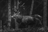 preview bw