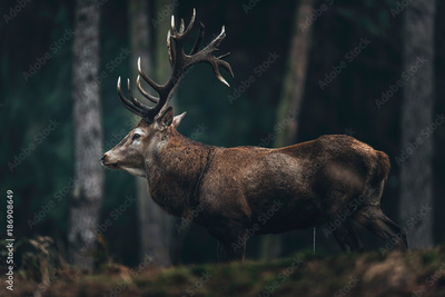 image to crop