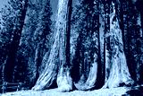preview cold