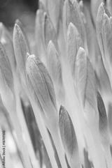 preview bw