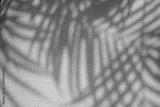 preview bw