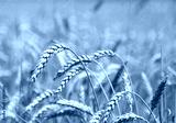 preview cold