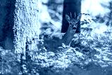 preview cold
