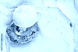preview cold