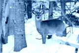 preview cold