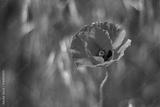 preview bw