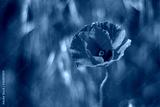 preview cold