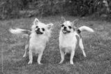 preview bw