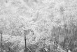 preview bw