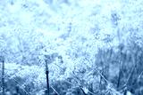 preview cold