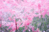 preview original