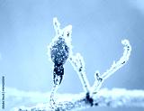 preview cold