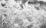 preview bw