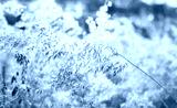 preview cold