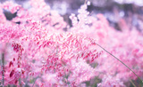 preview original