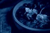 preview cold
