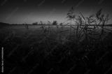 preview bw