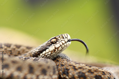image to crop