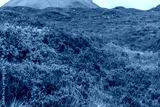 preview cold