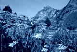 preview cold