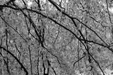 preview bw