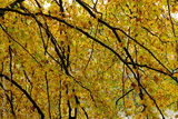 preview original