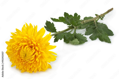 image to crop