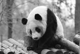 preview bw