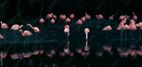 preview original