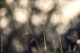 preview original