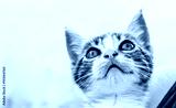 preview cold