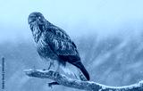 preview cold