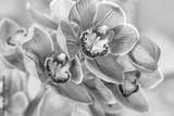 preview bw