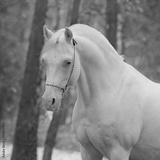 preview bw