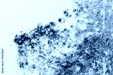 preview cold
