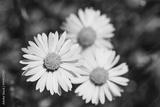 preview bw