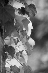 preview bw