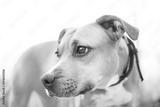 preview bw