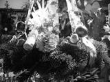 preview bw