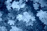 preview cold
