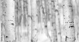 preview bw