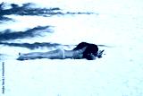 preview cold