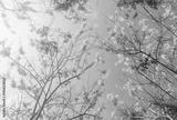 preview bw
