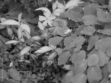 preview bw