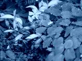 preview cold